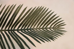 Nouveautés <span class=keywords><strong>en</strong></span> gros, cycas artificielle de 80 cm, cycas revoluta verte, plante artificielle avec <span class=keywords><strong>pot</strong></span> - Product Image 4