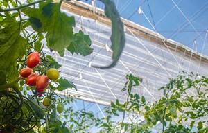 Serre à tomates multi-spans d'Afrique du Sud avec irrigation goutte à goutte, fenêtres de ventilation et filet d'ombrage - Product Image 4