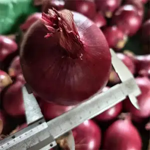 Newest crop good quality fresh red onion harvest and wholesale price for red onion China