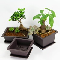 Ensemble de pot et soucoupe carrés 13,1*13,1*9,9 cm, pot à bonsaï, pot à succulentes, pot à fleurs en plastique