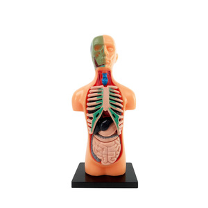 Modèle de squelette humain intelligent à moitié corps entier avec organes pour l'enseignement scientifique, aide pédagogique STEM pour adolescents - Product Image 1