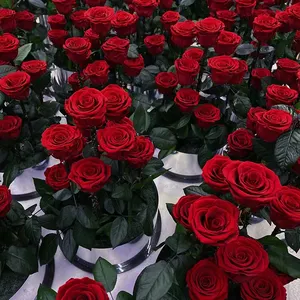 Ever bunga mawar merah yang diawetkan, hiasan panggung pernikahan merah awet