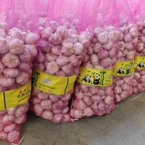 Ajo Blanco Normal al Mejor Precio de Fábrica, Compre Vegetales Frescos Chinos, Semillas de Ajo Frescas al por Mayor, Tamaño 5cm, Listo para Vender por 1 Año - Product Image 2