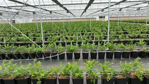 Jardinières pour bleuets respectueuses des racines, pots <span class=keywords><strong>en</strong></span> plastique respirants pour une croissance saine des bleuets - Product Image 4