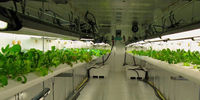 Système d'agriculture verticale hydroponique commerciale HydroBlue alimenté par l'IA, avec pompe centralisée, pour la protection de l'environnement et la culture de fraises