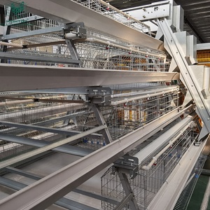 Équipement d'élevage avicole : Système de cages en batterie de type A automatique galvanisé à chaud <span class=keywords><strong>pour</strong></span> <span class=keywords><strong>poules</strong></span> <span class=keywords><strong>pondeuses</strong></span> - Product Image 6