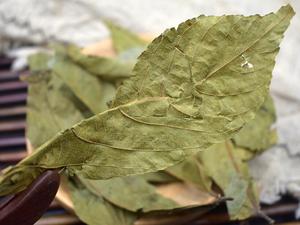 Vente en gros, vente en gros, Microcos séchées, feuilles de <span class=keywords><strong>paniculata</strong></span>, Microctis naturels, Folium pour herbe - Product Image 3
