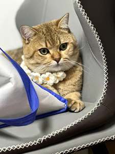 Accesorios para perros <span class=keywords><strong>Collar</strong></span> de punto de ganchillo hecho a mano para gatos <span class=keywords><strong>Collar</strong></span> de punto ajustable con 4 opciones de color - Product Image 5