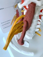 Modelo de Columna Cervical Humana con Músculos y Nervios, 7 Vértebras, Estructura Anatómica del Cuello para Entrenamiento Quiropráctico