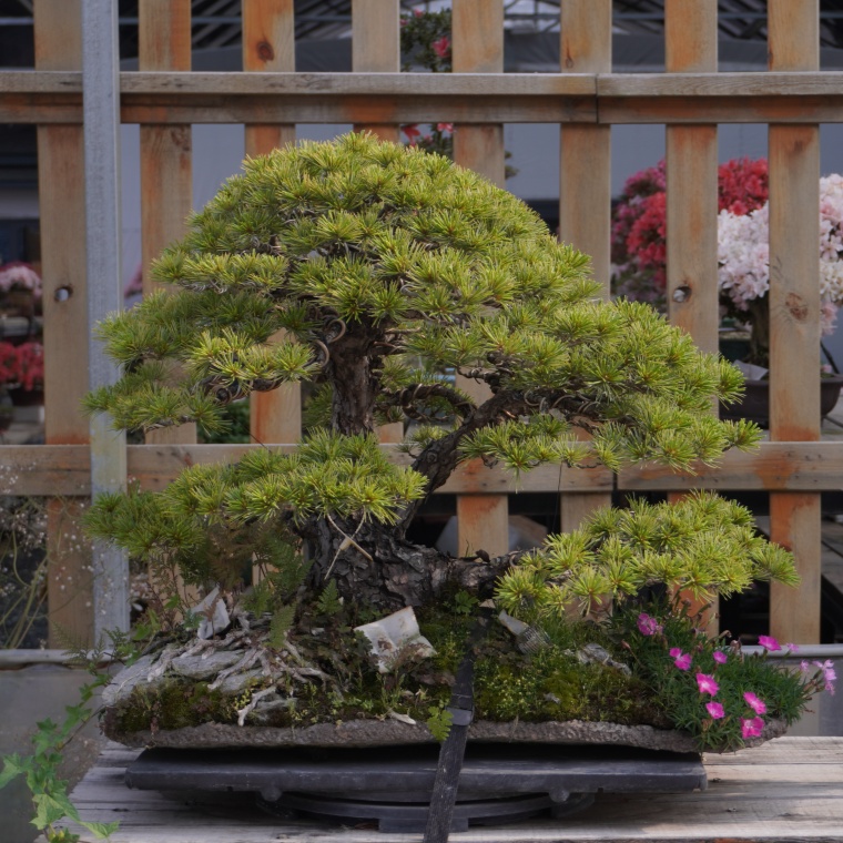 Pinus Parviflora Siebold Bonsai, сельскохозяйственный продукт, специальные виды деревьев для садового домашнего использования