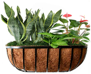 1 PIÈCES En Forme De Demi-<span class=keywords><strong>Lune</strong></span> de Coco Fiber Planteur, 12 pouces Creux Doublures De Coco, Coco Naturel Planteur pour Pots De Fleurs - Product Image 4