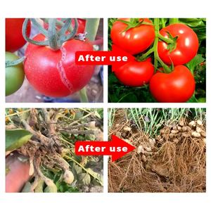 Suplemen nutrisi cair organik untuk tanaman lapangan kalsium Magnesium Boron seng besi kalium imunopresi meningkat - Product Image 3