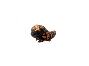 Lézard Roi Série Heloderma Suspectum Animal Artificiel Modèle Décoration Résine Lézard Ornement - Product Image 3