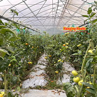 Système de ventilation et de refroidissement Baolida pour zones tropicales, serre polyvalente à toit en dents de scie pour tomates