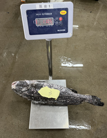 Nouveaux poissons croaker brun éviscérés et écaillés capturés fruits de mer chinois IQF