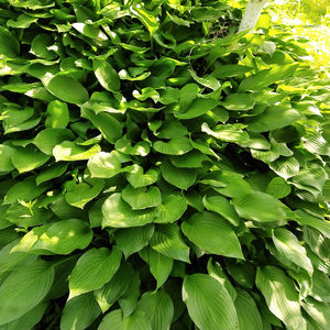 Fleurs de <span class=keywords><strong>Hosta</strong></span> Plantaginea séchées brutes Yu Zan Hua, fleurs de lys de plantain à vendre - Product Image 5