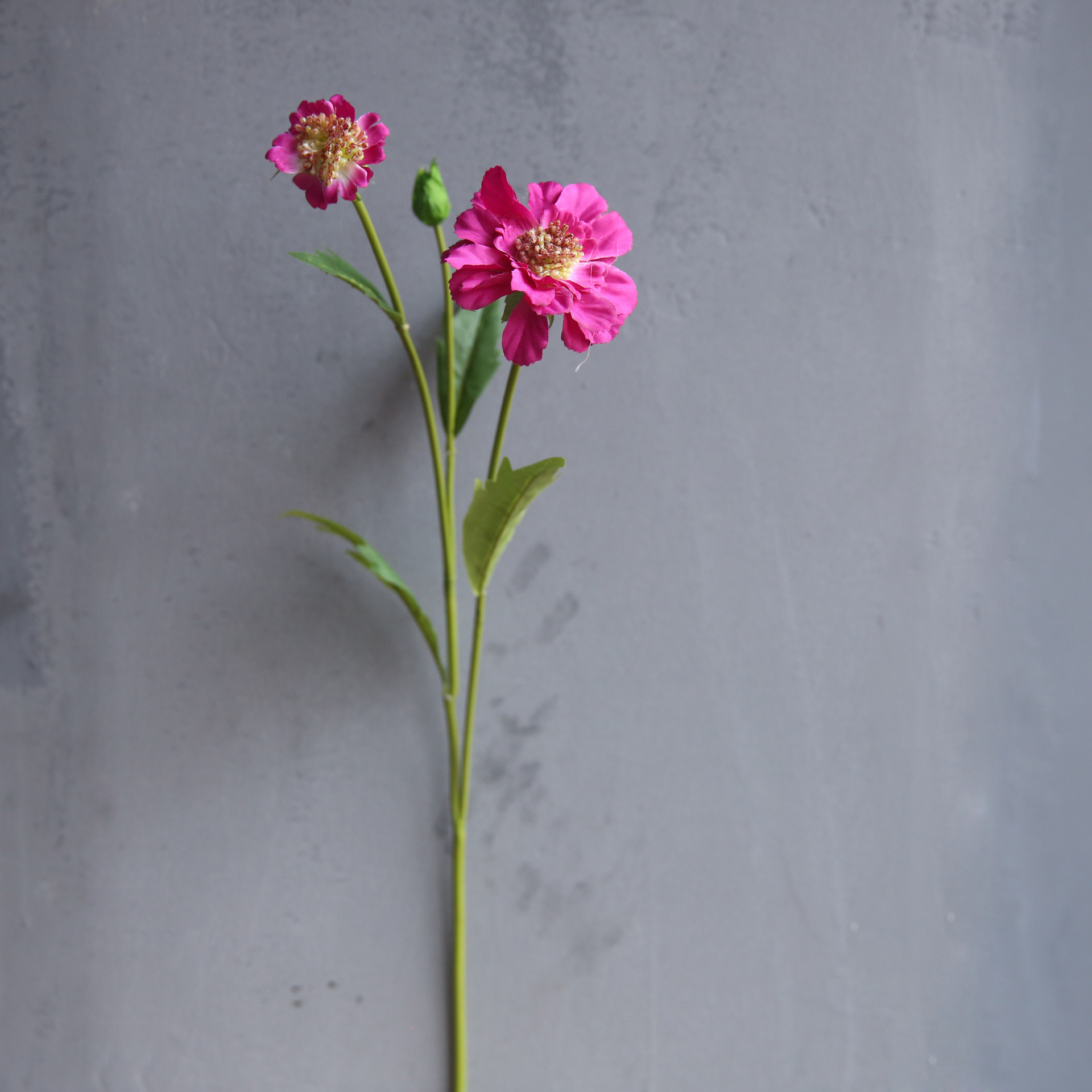 Rose garance