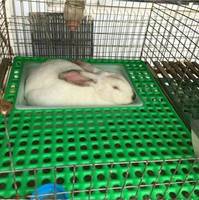 Ferme de lapin en treillis métallique galvanisé Cage mère et bébé lapin Cage de lapin commerciale avec support
