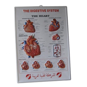 Tabla de calendario médico de Anatomía Humana, impresión personalizada, tabla médica de corazón humano - Product Image 3