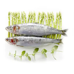 新鮮冷凍魚イワシ新着地良質原産地日本