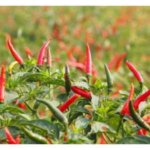 Emballage personnalisé cru d'épices de piment vietnamien frais congelé de l'équipe professionnelle directement du fabricant agricole - Product Image 1
