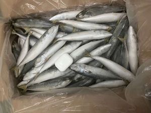 X1654 الشركة المصنعة IQF scompber Japonicus Land Fish 8-10 روض - Product Image 4