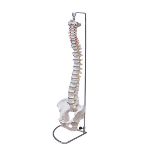 Semplice della colonna vertebrale e pelvica modelli modello di scheletro umano - Product Image 1