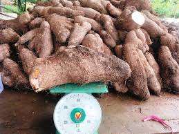 Yams fresco, precio increíble ahora - Product Image 5