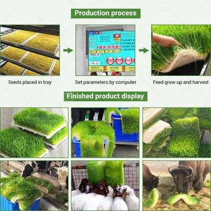 Sistema de Máquina de Germinação em Contêiner de Cultivo Hidropônico para Forragem Verde de Cevada à Venda - Product Image 5