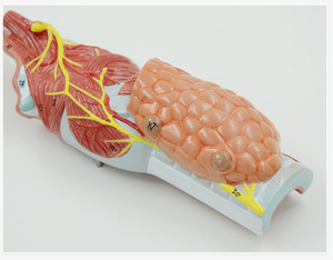 Darhmmy 2X mở rộng PVC giải phẫu mô hình khổng lồ chi tiết thanh quản họng tuyến giáp cho đào tạo y tế hiển thị hộp carbon bao bì - Product Image 3