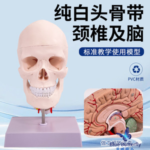 Modèle de crâne humain, crâne naturel de grande taille avec vertèbres cervicales et excroissances, modèle d'artères crâniennes et cérébrales avec support. - Product Image 4