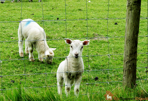 Best Selling Galvanized Wire Roll Cattle Farm Fence For Farm Construction - Product Image 2