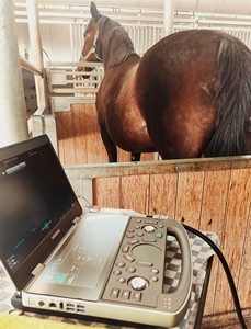 Échographe vétérinaire portable Mindray Vetus EQ, meilleur marque, numérique, couleur, Doppler, haute qualité, pour équidés et animaux - Product Image 4