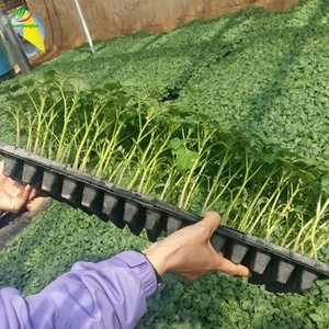 Bandeja <span class=keywords><strong>de</strong></span> plántulas <span class=keywords><strong>de</strong></span> plástico 200 fabricantes <span class=keywords><strong>de</strong></span> vivero <span class=keywords><strong>de</strong></span> siembra <span class=keywords><strong>de</strong></span> vegetales <span class=keywords><strong>de</strong></span> células para tomate, pimiento, brócoli, tulipán - Product Image 5