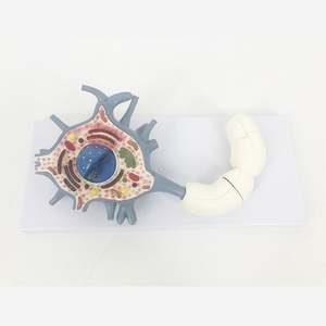 KyrenMed Neuron modeli Neuron hücre gövdesi 2500X büyütülmüş 2 parça sinir lifi yapısı sinir hücresi doku modeli - Product Image 5