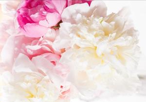 KLIFE Новое поступление, экстракт корня белого пиона, экстракт Paeoniflorin10 %-98% CAS 23180-57-6 - Product Image 2