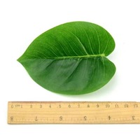 1 Buket/18 Daun Scindapsus Buatan untuk Dekorasi Rumah Pernikahan Aksesori Tanaman Pohon Bonsai Simulasi
