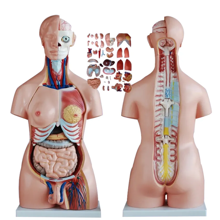 Anatomical model of head and trunk Anatomical model of upper body of human body