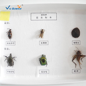 Fournisseur direct d'échantillons d'insectes séchés de six espèces ; aides pédagogiques de biologie pour les écoles primaires et secondaires. - Product Image 4
