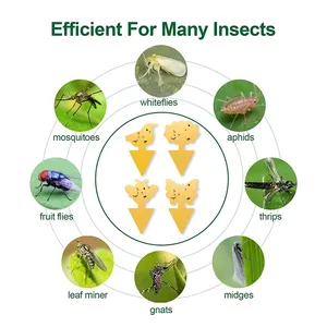 Trappole per mosche di frutta gialle a doppia faccia trappole per il controllo dei parassiti per zanzare mosche bianche piccoli insetti acchiappasogni per piante d'appartamento