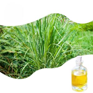 Grosir 100% minyak esensial rumput Lemon murni alami organik untuk perawatan kulit pijat aromaterapi minyak <span class=keywords><strong>Lemongrass</strong></span> besar - Product Image 2