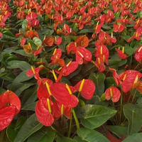 Plantes d'Anthurium Réelles de Haute Qualité Écologiques - Fleurs Naturelles à Feuilles Vertes - Décoration de Bureau à Domicile Utilisation Intérieure/Extérieure Mariage