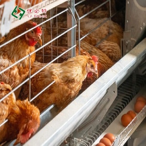 Automatic H Type Poultry Equipment <strong>Egg</strong> Laying Hen Cages Design Layer <strong>Chicken</strong> Cages for Farm - Product Image 6