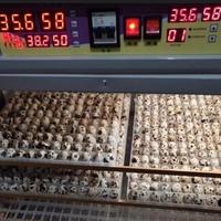 Great Farm 1056 automatique 220V incubateur d'oeufs trappe Machine pour poulet canard caille oie autruche oeufs équipement industriel