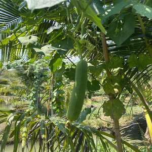 Esponjas de lufa tailandesa naturales ecológicas de primera calidad Agricultura suave no tóxica 1kg Vida útil de 2 años Precios al por mayor inmejorables - Product Image 6