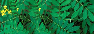 Poudre d'extrait botanique pur de feuilles de séné – Ingrédient végétal premium pour formules bien-être, compléments alimentaires et produits naturels - Product Image 5