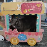 Vente en gros du fabricant Nouveau modèle Cheval à bascule Confortable Haute densité Grands lits pour chats Planches à gratter pour chats Maison