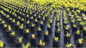 Shandong Lianhong cubierta de suelo de plástico control de malas hierbas para granja jardín invernadero ECT, Anti-Hierba Anti-UV tejido malezas <span class=keywords><strong>Mattin</strong></span> - Product Image 5