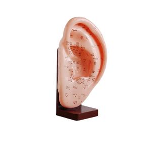 Tıbbi bilim TCM akupunktur uygulama modeli kulak akupunktur modeli 22CM öğretim amaçlı - Product Image 6