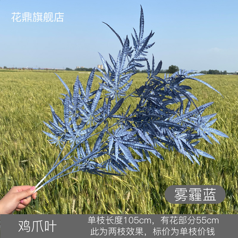 Les feuilles de griffe de poulet sont bleues brumeuses
